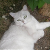 Photo de British shorthair