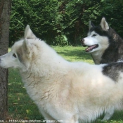 Photo de Husky siberien