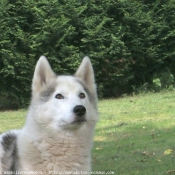 Photo de Husky siberien