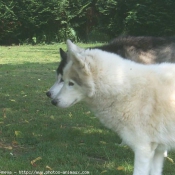 Photo de Husky siberien