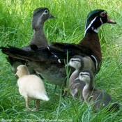 Photo de Canard