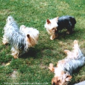 Photo de Yorkshire terrier