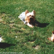 Photo de Yorkshire terrier