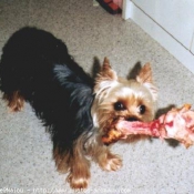 Photo de Yorkshire terrier