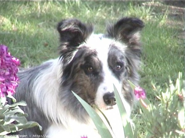 Photo de Border collie