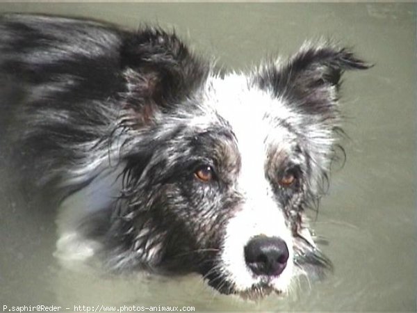 Photo de Border collie