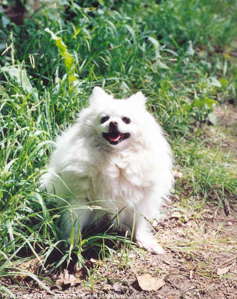 Photo de Spitz moyen