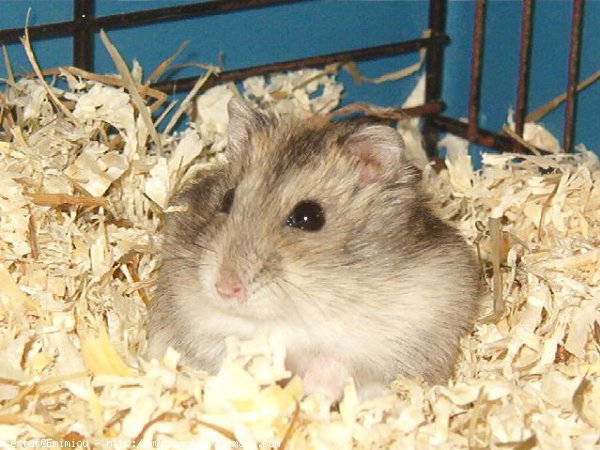 Photo de Hamster