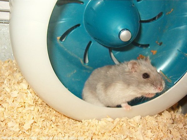 Photo de Hamster