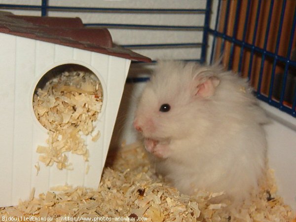 Photo de Hamster