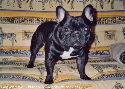 Photo de Bouledogue franais