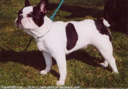 Photo de Bouledogue franais