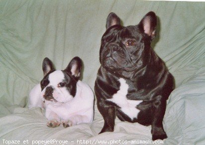 Photo de Bouledogue franais