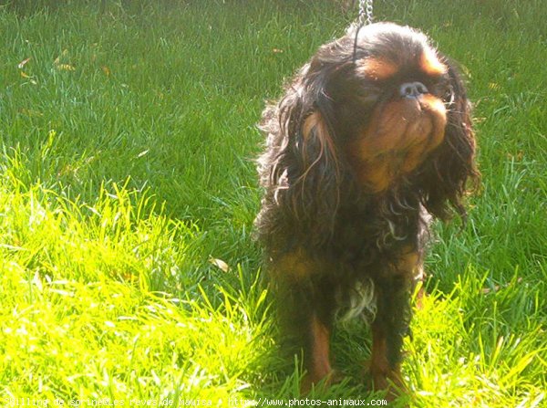 Photo de King charles spaniel