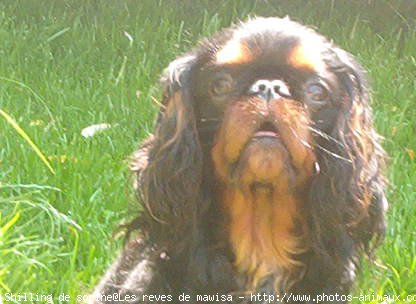 Photo de King charles spaniel