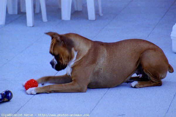 Photo de Boxer