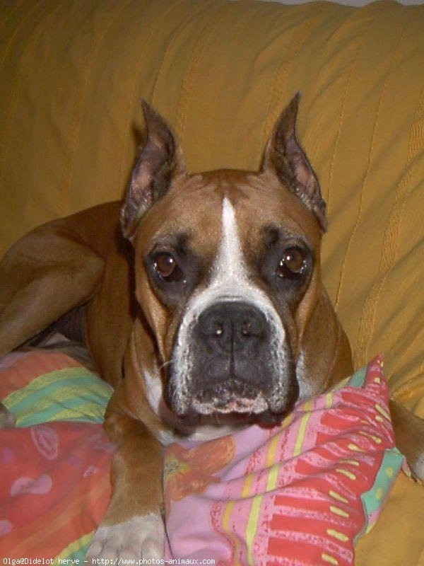 Photo de Boxer