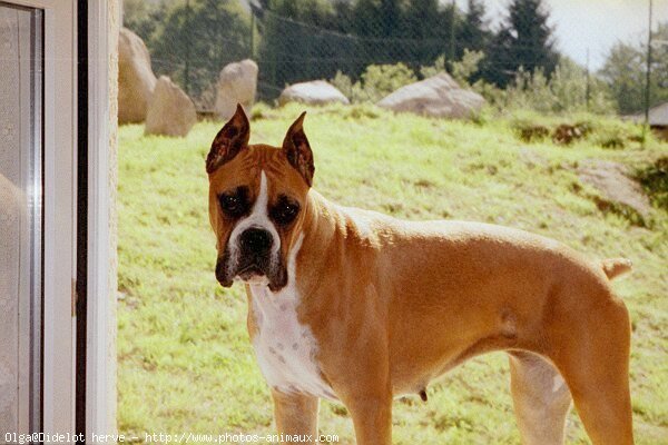 Photo de Boxer