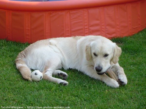 Photo de Golden retriever