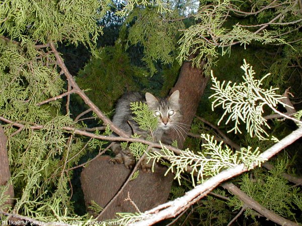 Photo de Chat domestique