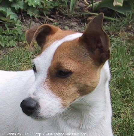 Photo de Jack russell terrier