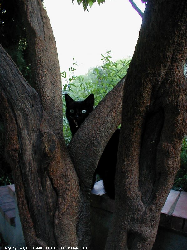 Photo de Chat domestique