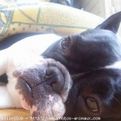 Photo de Bouledogue franais