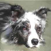 Photo de Border collie