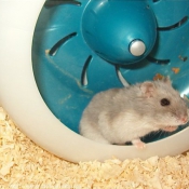 Photo de Hamster