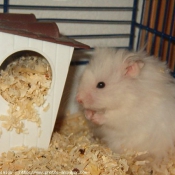 Photo de Hamster