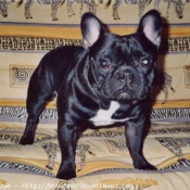 Photo de Bouledogue franais