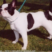 Photo de Bouledogue franais