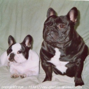 Photo de Bouledogue franais