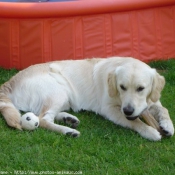 Photo de Golden retriever