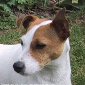 Photo de Jack russell terrier