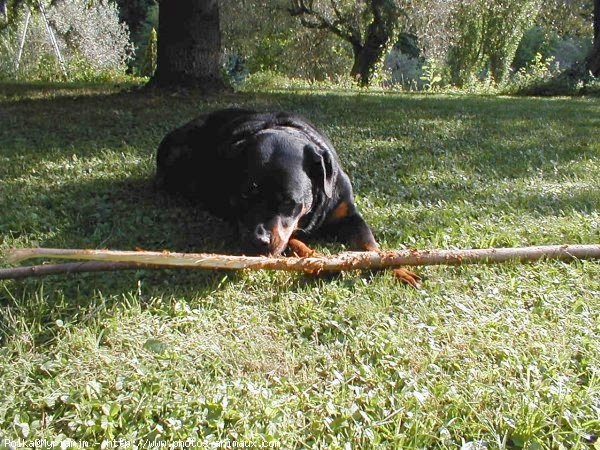 Photo de Rottweiler