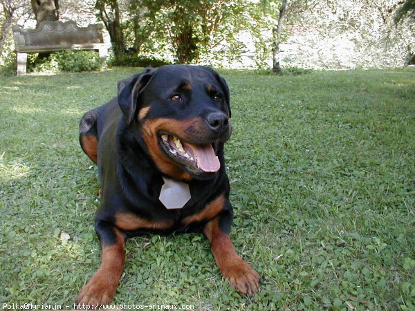 Photo de Rottweiler