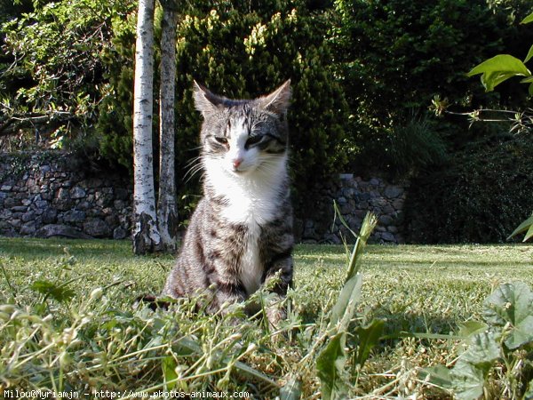 Photo de Chat domestique