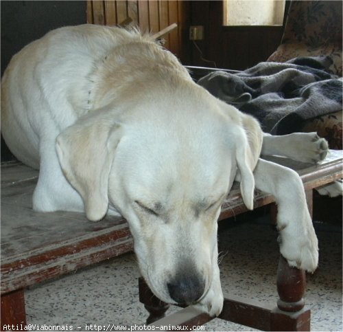 Photo de Labrador retriever