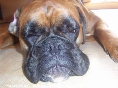 Photo de Boxer