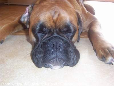 Photo de Boxer