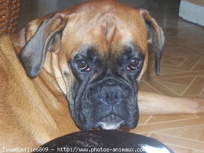 Photo de Boxer