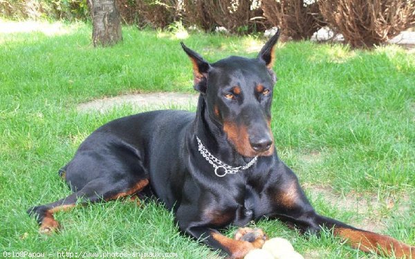 Photo de Dobermann