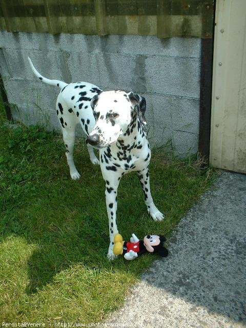 Photo de Dalmatien