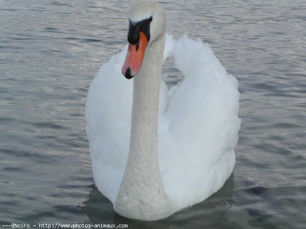 Photo de Cygne