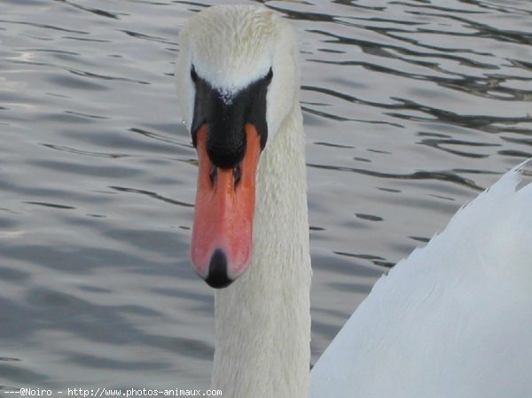 Photo de Cygne