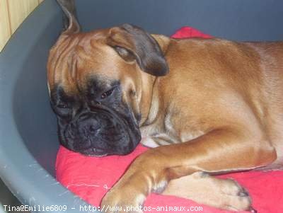 Photo de Boxer