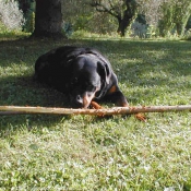 Photo de Rottweiler