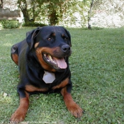 Photo de Rottweiler