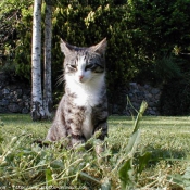 Photo de Chat domestique